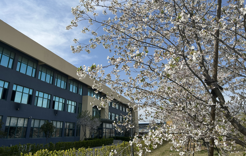 又是一年樱花季 贝博邀您共赏浪漫樱花
